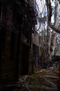 city1-bush-small  