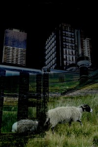 melbourne-sheepsmall  